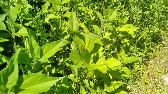 Почему желтеют листья борщевика в зарослях топинамбура? смотреть онлайн