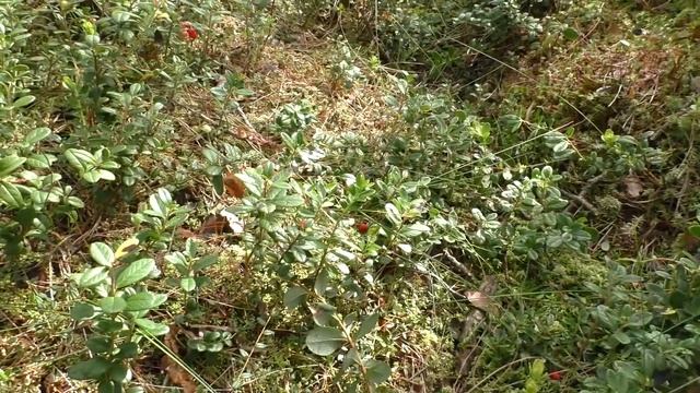 "Смоленское поозерье" эко. тропа "В царстве бурого медведя" смотреть онлайн