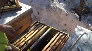 Весеннее формирование семей. Интересное из архива то что не показывал