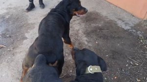 БОРИС и Чара ВЯЗКА СОБАК