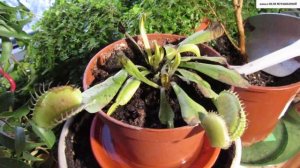 Венерина МУХОЛОВКА после зимовки. Выводим из покоя. Первый полив и дальнейший уход.