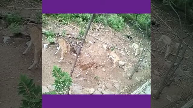 PYTHON EATING DEEERS GANG смотреть онлайн