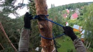 Сколько стоит спилить дерево?