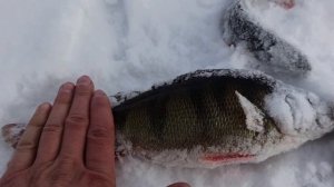 Ловля окуня на блесну впайку. Зимняя рыбалка на Ладоге. Всю зиму окунь стоит в одном месте.