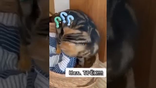 Котейку обокрали ? смотреть онлайн