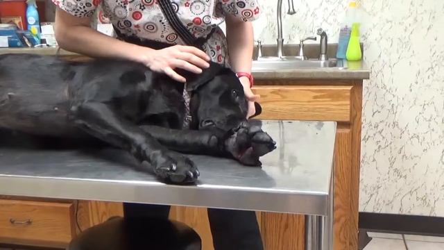 Zam - Zam Поход к Ветеринару! Лечим ножку лабрадору Нине!