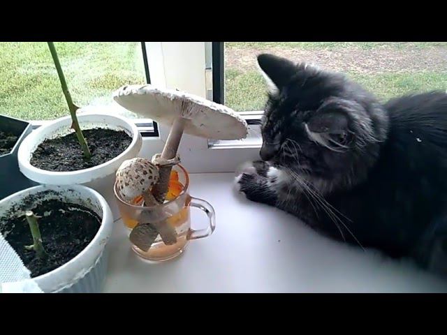 котики- собачки вечная тема
