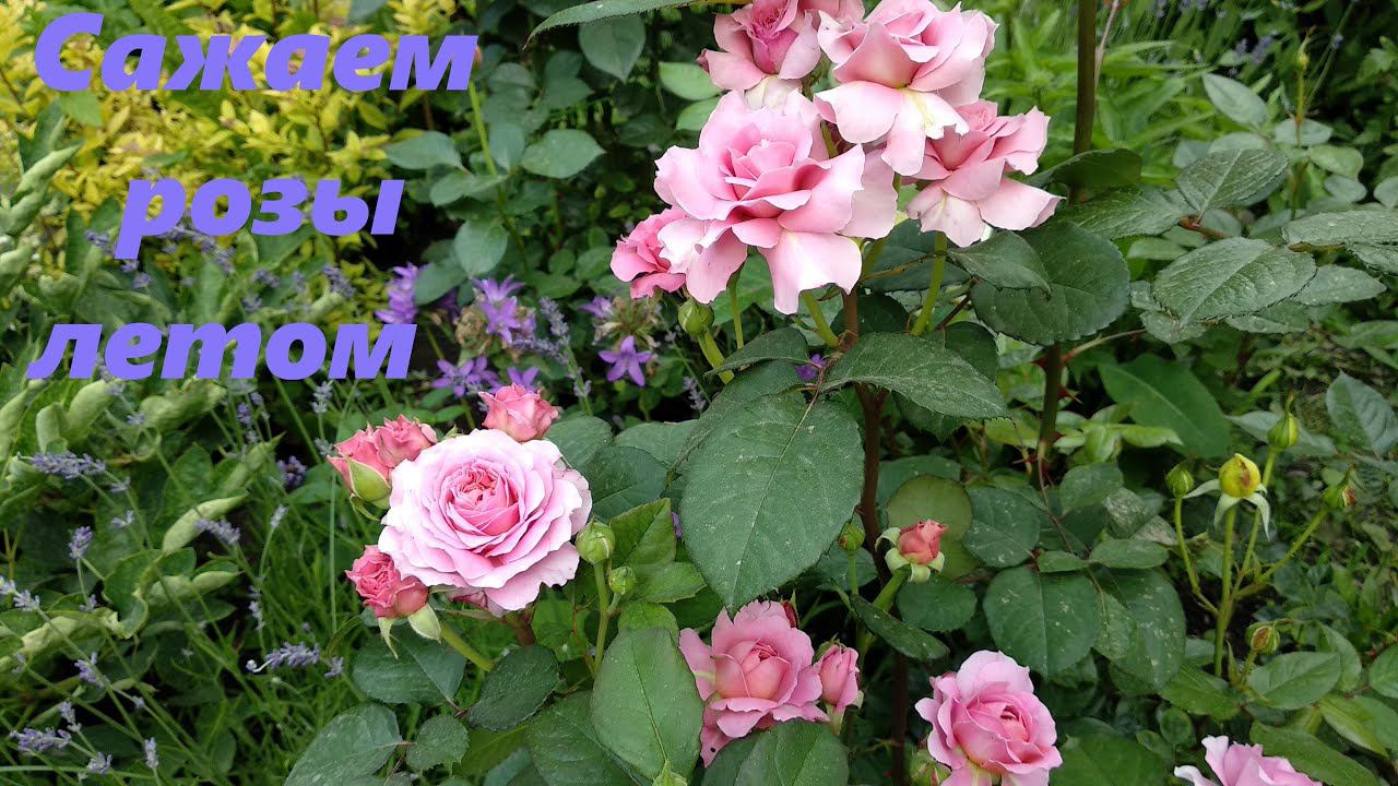Черенкование роз. Посадка саженцев роз летом. смотреть онлайн
