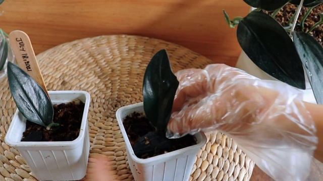 BEST PROPAGATION METHOD for SCINDAPSUS TREUBII DARK FORM | Lovekye 8 смотреть онлайн