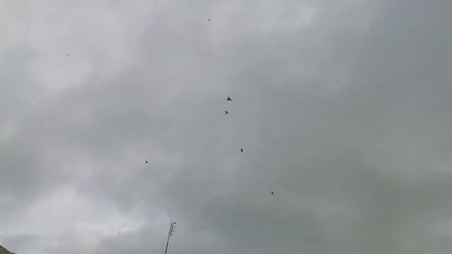 #БОЙНЫЕ ГОЛУБИ 2020. Утренняя тренировка молодых бакинских бойных голубей 01.06.2020г. смотреть онлайн