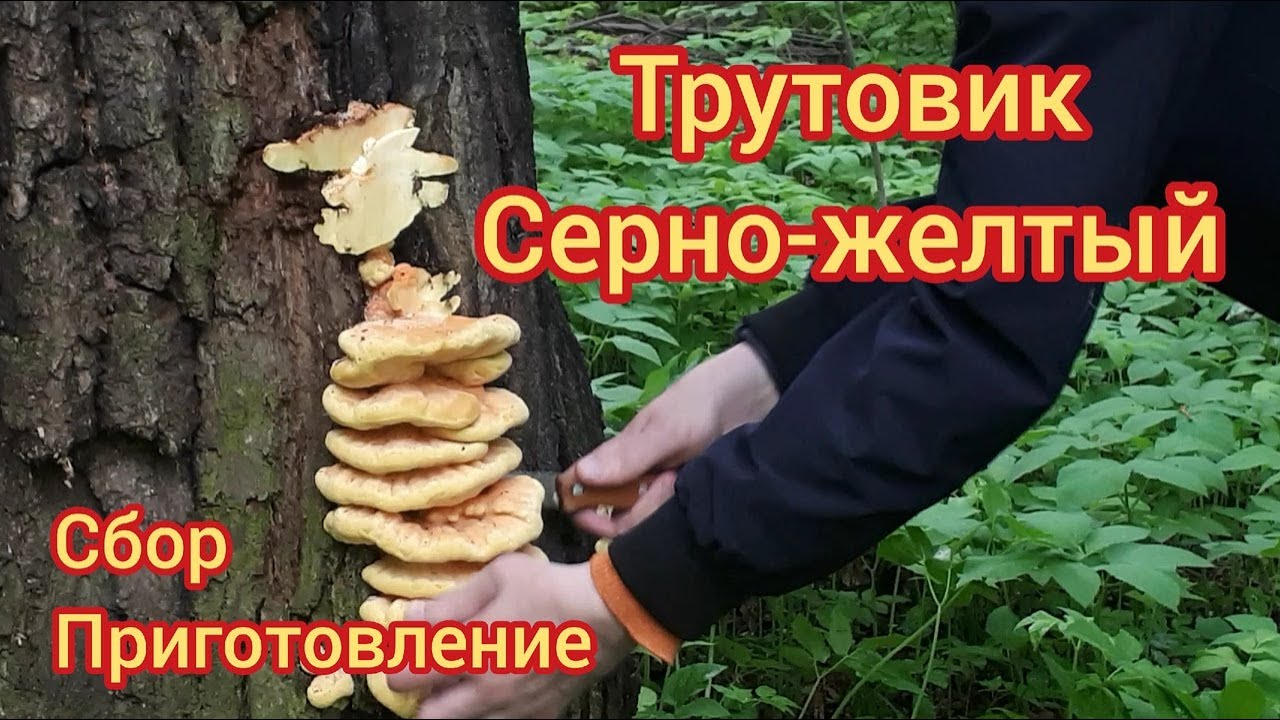 Трутовик серно-желтый. Самый яркий гриб смотреть онлайн