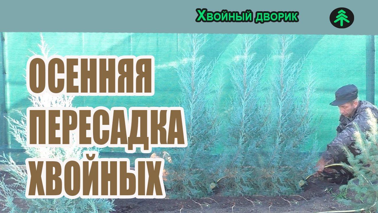 Осенняя пересадка хвойных растений,можжевельника,туи,ели подушковидной. смотреть онлайн