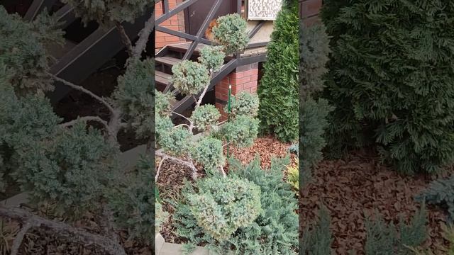 стрижка можжевельника, ч.2, 10.04.2023г. смотреть онлайн