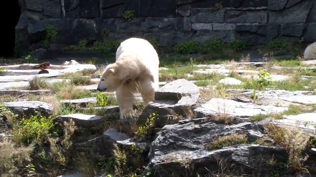 Tierpark Berlin: Polar Bear. Зоопарк Берлин: белые медведи