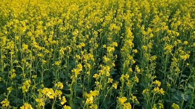 Выращивание горчицы. No-till 22.05.2019. Горчица яровая , белая и жёлтая смотреть онлайн