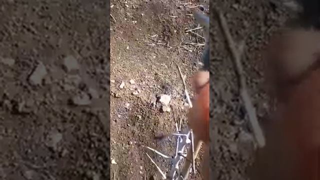 Миндалевый сад Лосковых. Часть 37. Формирование кроны, обрезка. смотреть онлайн