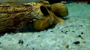 АНЦИСТРУС ЗОЛОТОЙ ИЛИ АЛЬБИНОС.