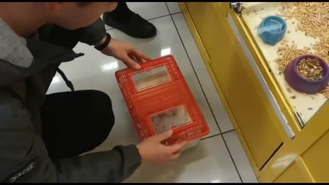 Покупка нового хомяка. Канал обрёл новый символ! смотреть онлайн