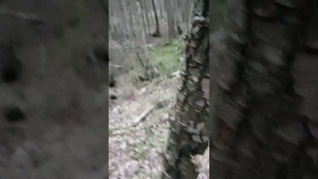 Мороз минус восемь, а мы в лес искать грибы. 1 декабря 2022 года. смотреть онлайн