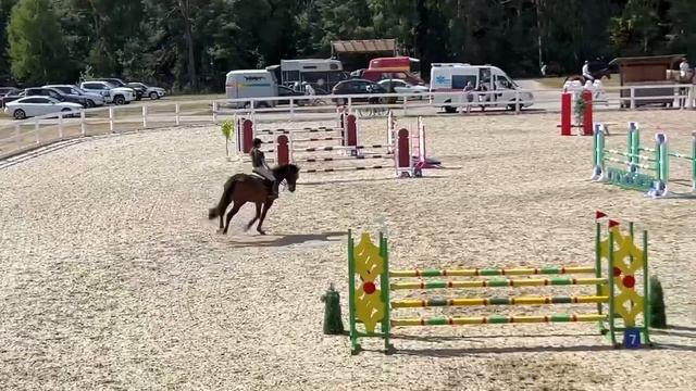 Kingston ( Kalaska de Semilly - Cornet Obolensky), stallion смотреть онлайн