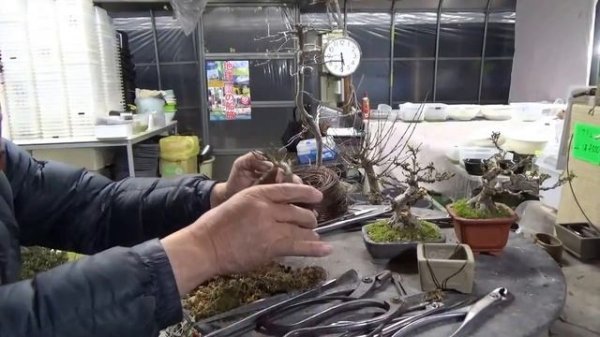 Euonymus alatus Bonsai. 5 years old tree.   This tree starts as a beatiful Bonsai.