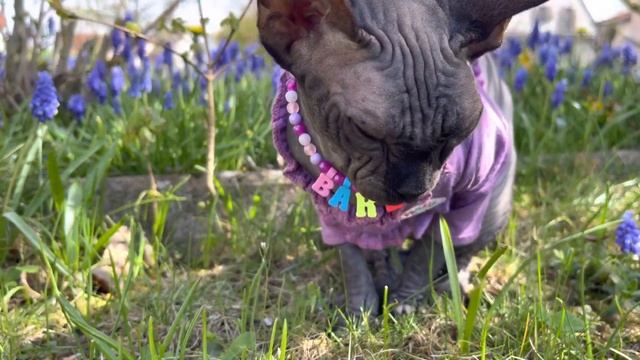 Лысая кошка сфинкс не хочет гулять что делать? смотреть онлайн