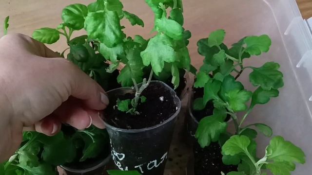 МОЯ НОВАЯ ЛЮБОВЬ - ХРИЗАНТЕМА. ПОСЫЛКА С КАНАЛА" ЦВЕТОЧНЫЙ САД У АЛЕНУШКИ" смотреть онлайн