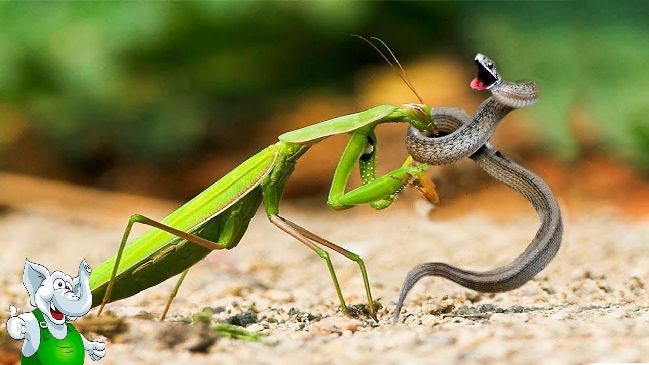 Богомол в деле / Богомол против Сколопендры, Шершня, Скорпиона, Змеи смотреть онлайн