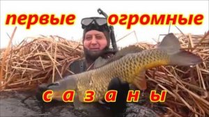 ПОДВОДНАЯ ОХОТА 2021.(ОГРОМНЫЕ САЗАНЫ)