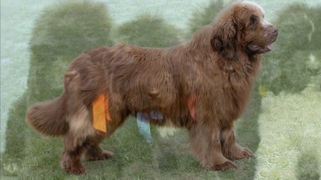 Собака Ньюфаундленд плюсы и минусы породы | Собаководство | Порода Ньюфаундленд смотреть онлайн