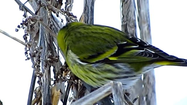 Птицы Белгородской области - Чиж смотреть онлайн