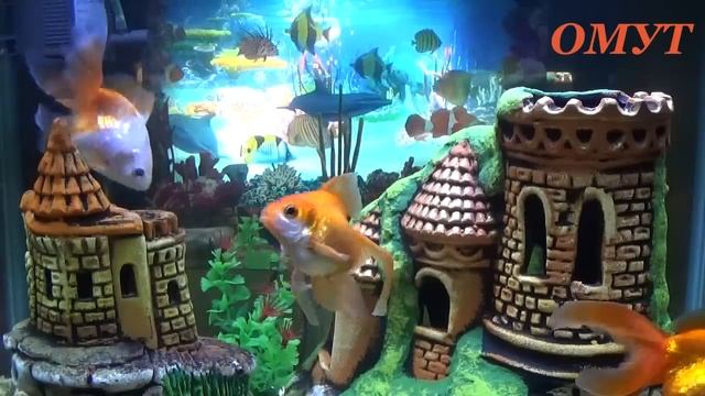 233. ЧТО МОЖНО ДАРИТЬ ? А ЧТО КАТЕГОРИЧЕСКИ НЕЛЬЗЯ... смотреть онлайн