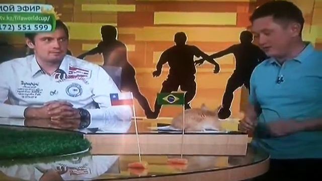 Казахстанский кролик предсказал итог матча смотреть онлайн
