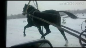 Продажа жеребцов