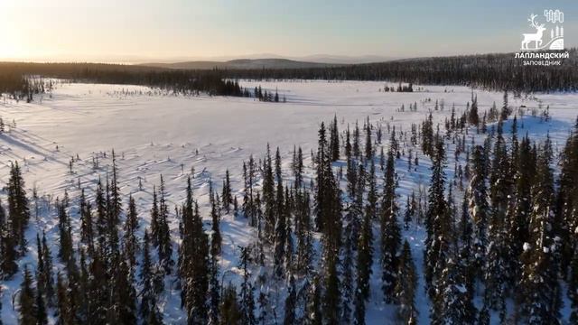 Заснеженный лес смотреть онлайн