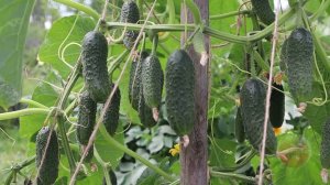 Деревенские секреты выращивания огурцов в открытом грунте наработанные годами.