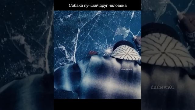 Собака лучший друг человека! Сильно до слёз... смотреть онлайн