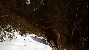 Kazakhstan Hunting. ГОРНАЯ ОХОТА НА КАБАНА (ГОРЫ САУР)