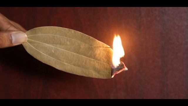 Лавр . Лавровый лист