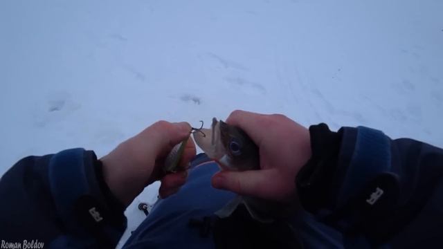 ТРОФЕЙНЫЕ СУДАКИ НЕ ЛЕЗУТ В ЛУНКУ и РВУТ ЛЕСКИ! Ловля крупного судака. Зимняя рыбалка 2023, Волга смотреть онлайн