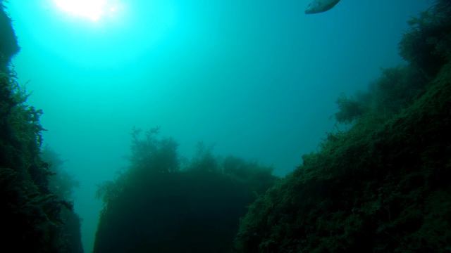 Жизнь глубины Черного моря. Август. смотреть онлайн