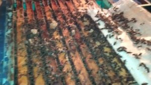 ФЕВРАЛЬ, ЗИМОВКА ПЧЁЛ, ПЧЁЛЫ ВОШЛИ В АКТИВНОЕ СОСТОЯНИЕ, ЧТО ДЕЛАТЬ И КАК ИСПРАВИТЬ?