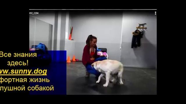 команда лежать как научить щенка смотреть онлайн