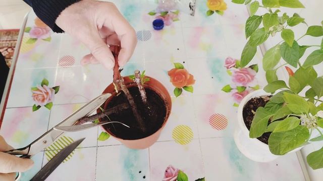 Черенкование ремонтантной малины в домашних условиях. смотреть онлайн