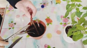 Черенкование ремонтантной малины в домашних условиях.