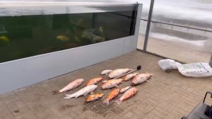 Почему погибли карпы кои? Как предотвратить болезни рыб.