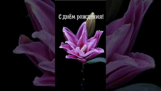 Видео открытка с днем рождения женщине | SunPikRu смотреть онлайн
