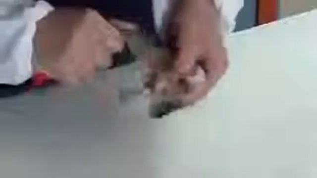 Интересный способ быстро почистить окуня. И руки целы, а кухня чистая. смотреть онлайн