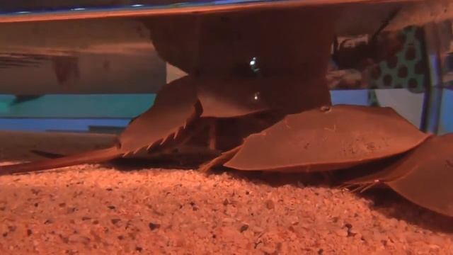 Самостоятельное путешествие в Тайланд. Часть 4. Окенариум, Байок Скай. смотреть онлайн