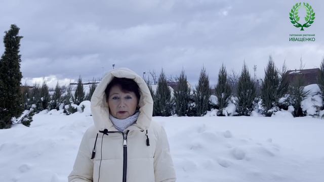 Розы в феврале. Когда откапывать? Питомник ? и ? Е. Иващенко смотреть онлайн